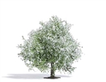 Busch 3651 HO Blossoming Apple Tree Exclusive 2-15/16" Tall