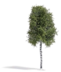 Busch 3782 HO Birch Tree Summer 6-11/16" Tall