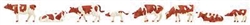 Faller 151903 HO Cows Brown and White pkg 8
