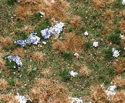 Faller 180475 Premium Countryside Segment Forest Floor