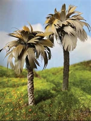 Grand Central Gems T25 Mexican Palm Tree 5-6" pkg(2)