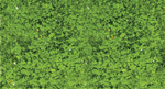 Heki 1554 Foliage Pad 11 x 5-1/2" Spring Green