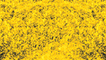 Heki 1589 Decograss Pad 11 x 5-1/2" Goldenrod