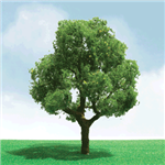 JTT 92201 N Deciduous Trees Pro Elite 1-3/4 to 2" Pkg 3