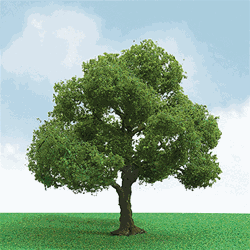 JTT 92304 HO Pro-Elite Series Tree Elder 3 to 3-1/2" Tall Pkg 2