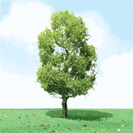 JTT 92309 HO Pro-Elite Series Tree Birch 3 1/2 to 4" Tall Pkg 2