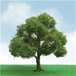 JTT 92404 O Elder Trees Pro Elite 5"