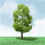 JTT 92409 O Birch Trees Pro Elite 8"