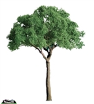 JTT 94284 Green Jacaranda 1" 6 pk