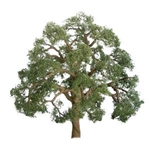 JTT 94347 Live Oak 1" Pro 6 pk