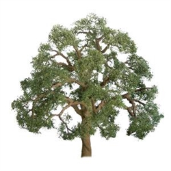 JTT 94347 Live Oak 1" Pro 6 pk