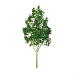 JTT 94401 Mountain Gum 3/4"Pro 6 pk