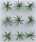 JTT 95534 O Ferns 1" Wide pkg 9            