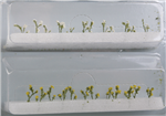 JTT 95543 HO Daisies 1/2" Tall Pkg 24