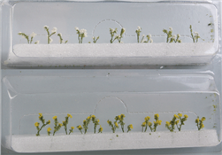JTT 95543 HO Daisies 1/2" Tall Pkg 24