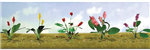 JTT 95562 O Assorted Flower Plants Set #3 Pkg 10