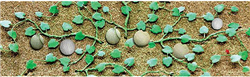 JTT 95573 HO Cantaloupe Patch Pkg 6