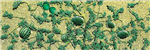 JTT 95576 O Watermelon Patch Pkg 4