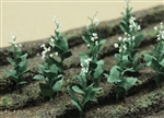 JTT 95587 O Tobacoo Plants pkg 10