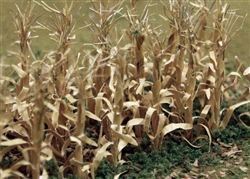 JTT 95588 HO Dried Corn Stalks pkg 30