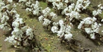 JTT 95590 HO Cotton Plants Pkg 40