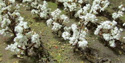 JTT 95590 HO Cotton Plants Pkg 40