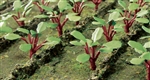 JTT 95592 HO Rhubarb Plants Pkg 28