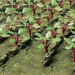 JTT 95593 O Rhubarb Plants Pkg 18