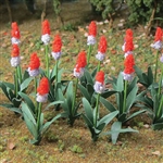 JTT 95595 O Primrose Primula Vialii Pkg 18