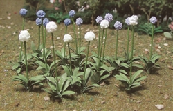 JTT 95596 HO Giant Onion Allium Giganteum Pkg 30