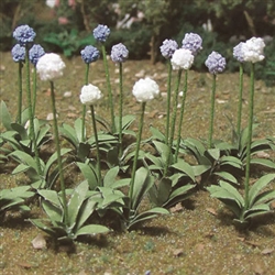 JTT 95597 O Giant Onion Allium Giganteum Pkg 18