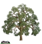 JTT 96043 Live Oak 5" Pro  1Pk