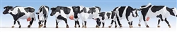 Noch 15725 HO Cows Pkg 7