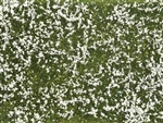 Noch 7256 Groundcover Meadow White