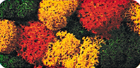 Noch 8620 Lichen Double-Pack 2-3/4oz Autumn