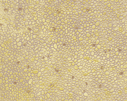 Plastruct 91584 N Patterned Sheets Stone Random Polished 0.02 x 7 x 12" Pkg 2 .125" Beige Stones