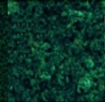 Plastruct 94413 Medium Ground Foam Conifer Green