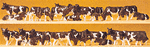 Preiser 14408 HO Dairy Cows Pkg 30 Holsteins