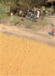 Walthers 1143 HO Harvest Wheat Field Brown
