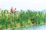 Walthers 4179 HO Cattails Kit Pkg 60