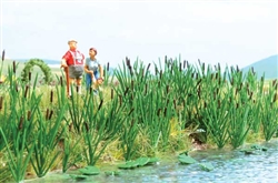 Walthers 4179 HO Cattails Kit Pkg 60