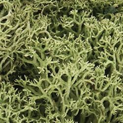 Woodland L161 Lichen Bag Spring Green/82 cu. in.