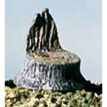 Woodland S31 Cut Stumps 14