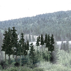 Woodland TR1580 Value Trees Conifer 2.25-4" 33