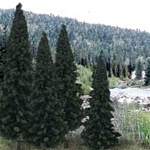 Woodland TR1586 Ready Made Trees Value