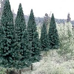 Woodland TR1587 Ready Made Trees Value