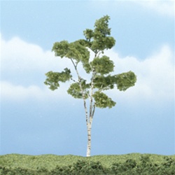 Woodland TR1616 Premium Paper Birch Tre
