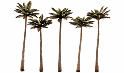 Woodland TR3598 Classics Tree Palm 4.75-5.25" 5 